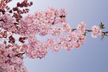 Ornamental cherry tree pink photo