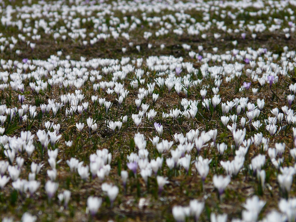 Crocus meadow flowers blossom