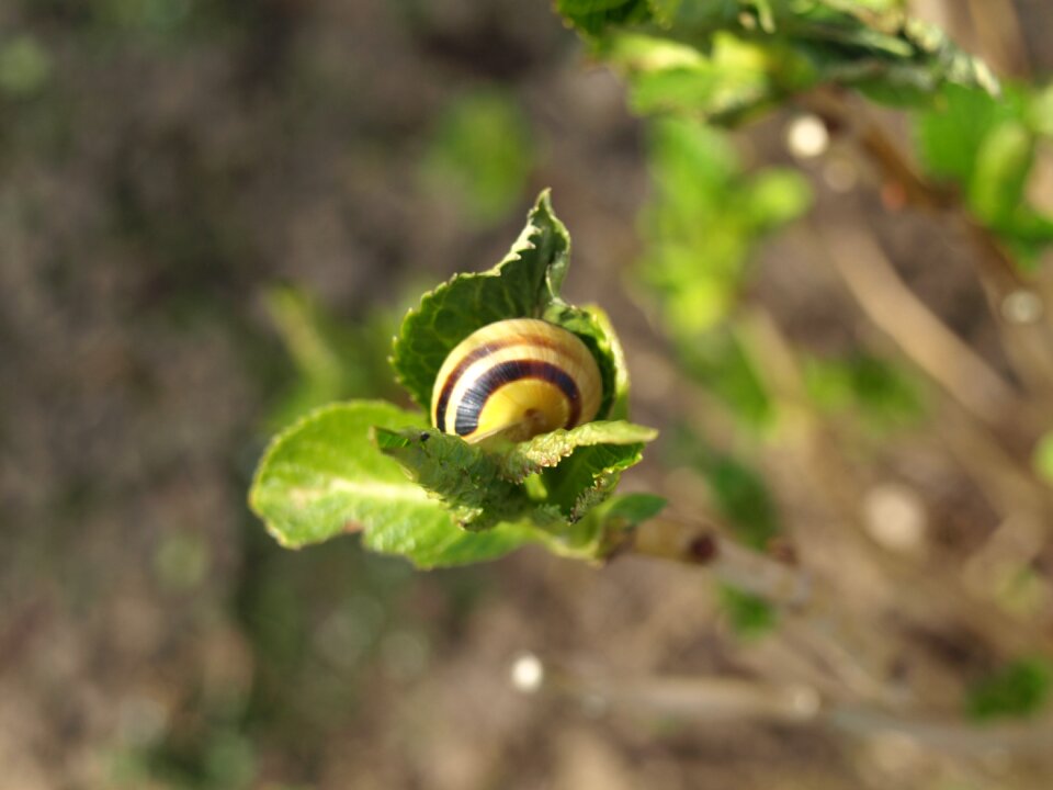 Shell mollusk branch