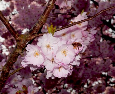 Japanese cherry trees pink bee