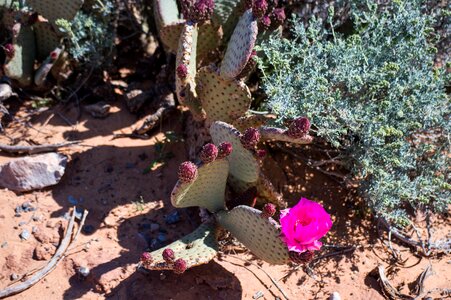 Cacti hot dry
