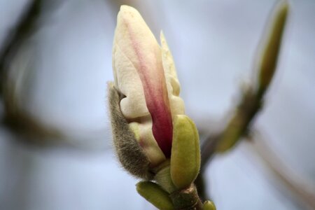 Tree pink flowers photo