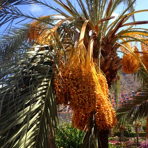 Natural plant palm photo