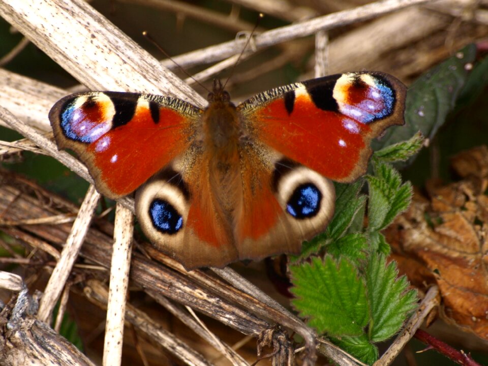 Butterfly wing colorful