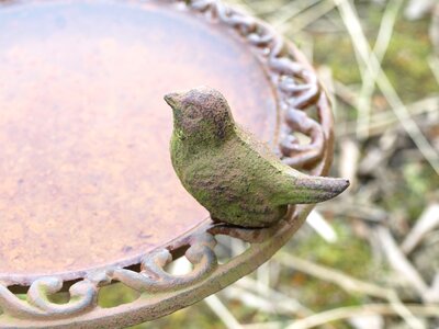 Bird bath bird drink