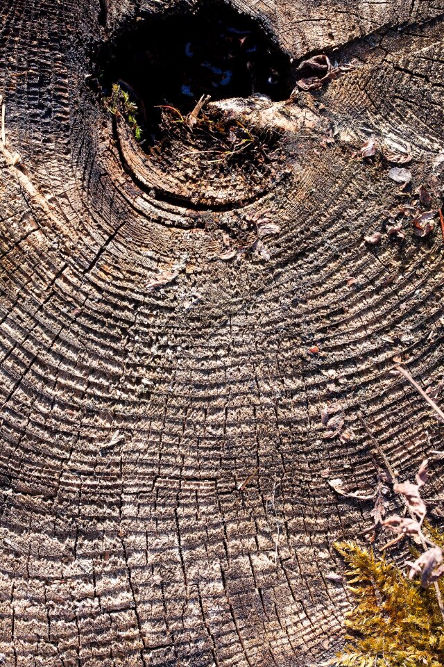 Traces weathered annual rings