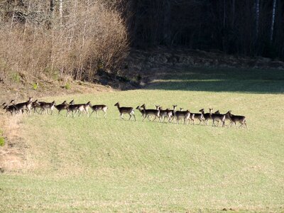 Fallow deer flock nature photo