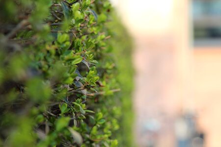 Hedge green leaves