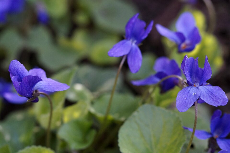Violet plant blue violet blossom