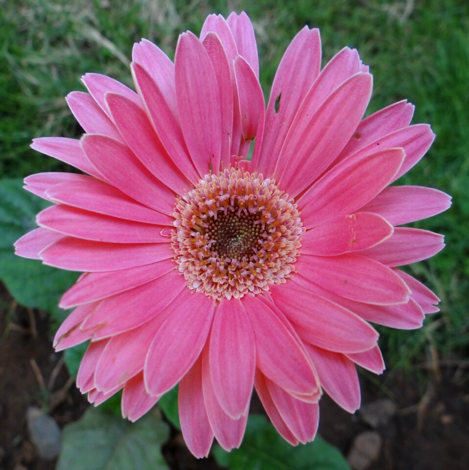 Close-up macro india