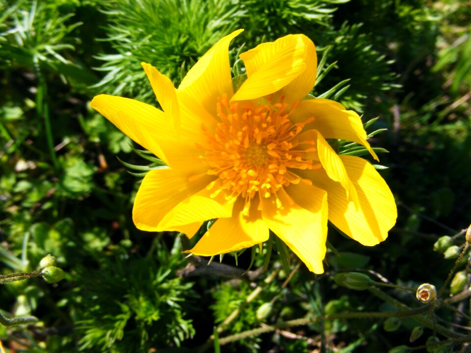 Flower galbelna wild flower strenght