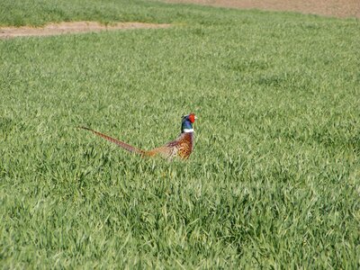 Field green grass grass photo