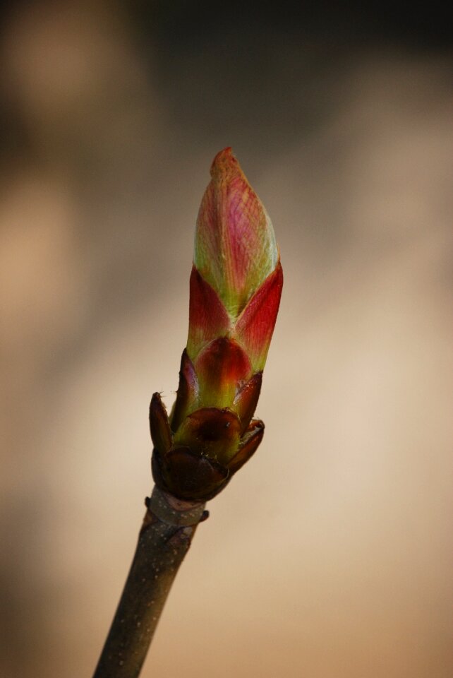 Branch chestnut nature