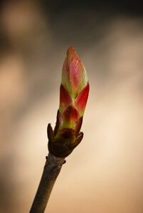 Branch chestnut nature