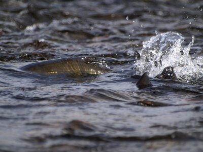 River water fish photo