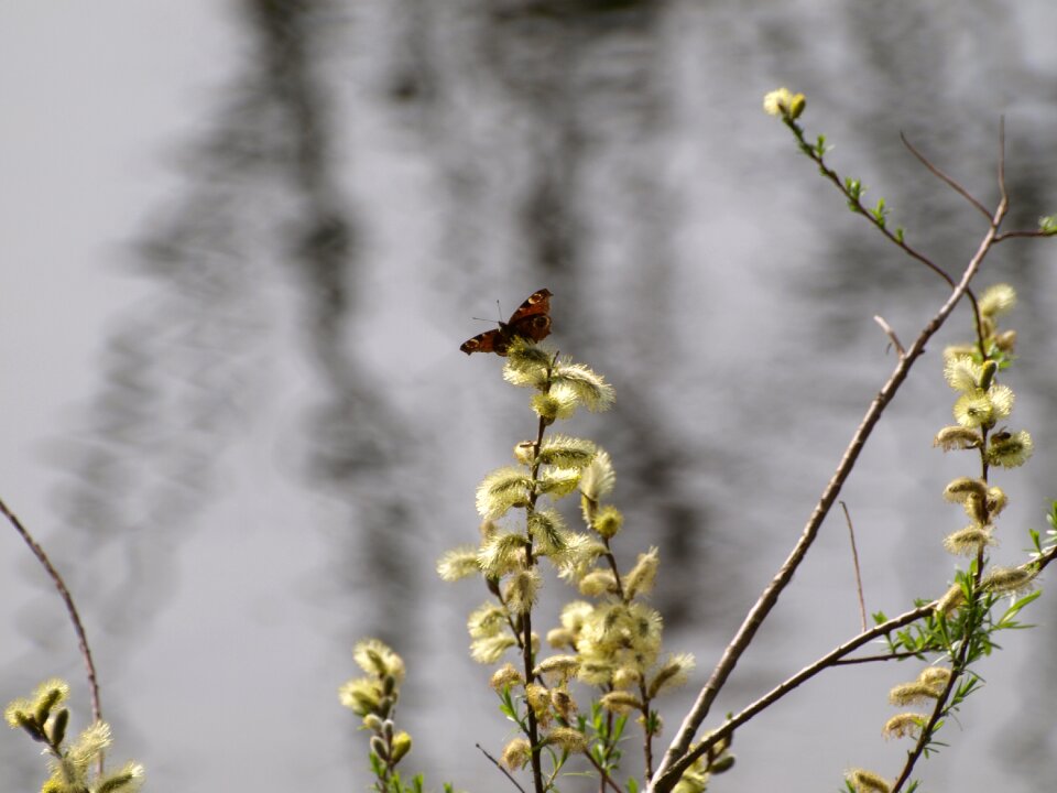 Bloom willow catkin butterfly