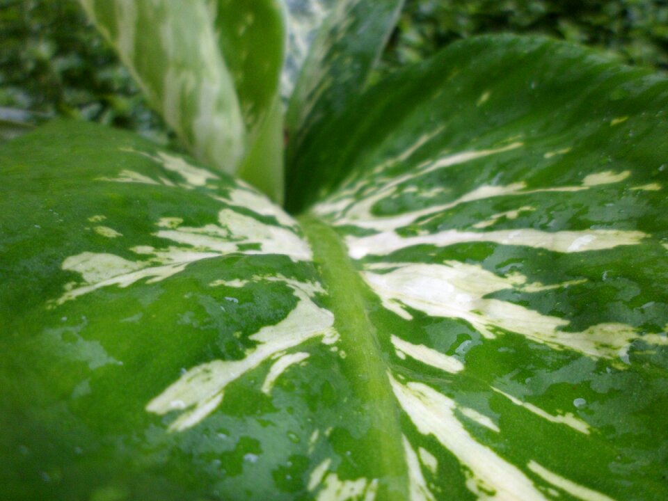 Garden green leaves leaves