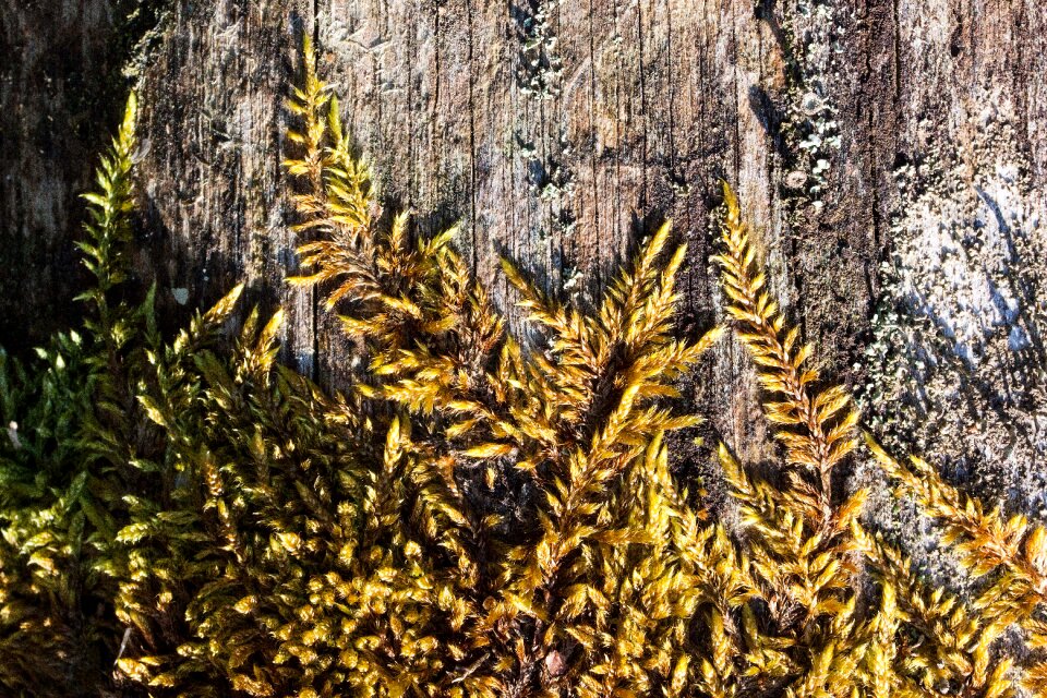 Traces weathered nature