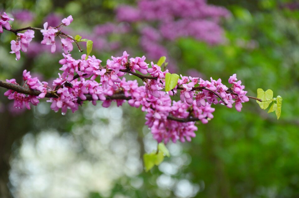 Purple blooming heart