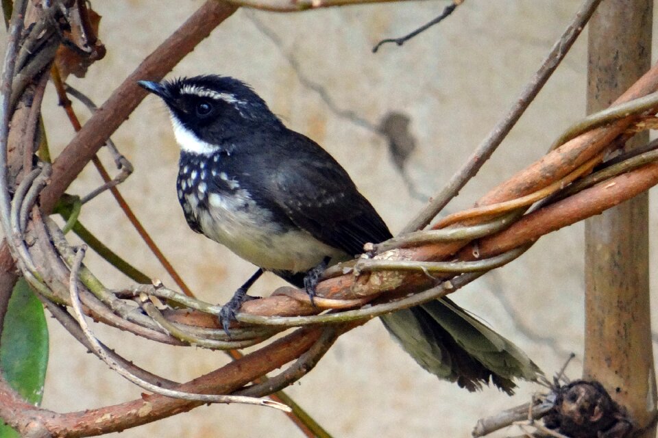 Insectivorous passerine dharwad