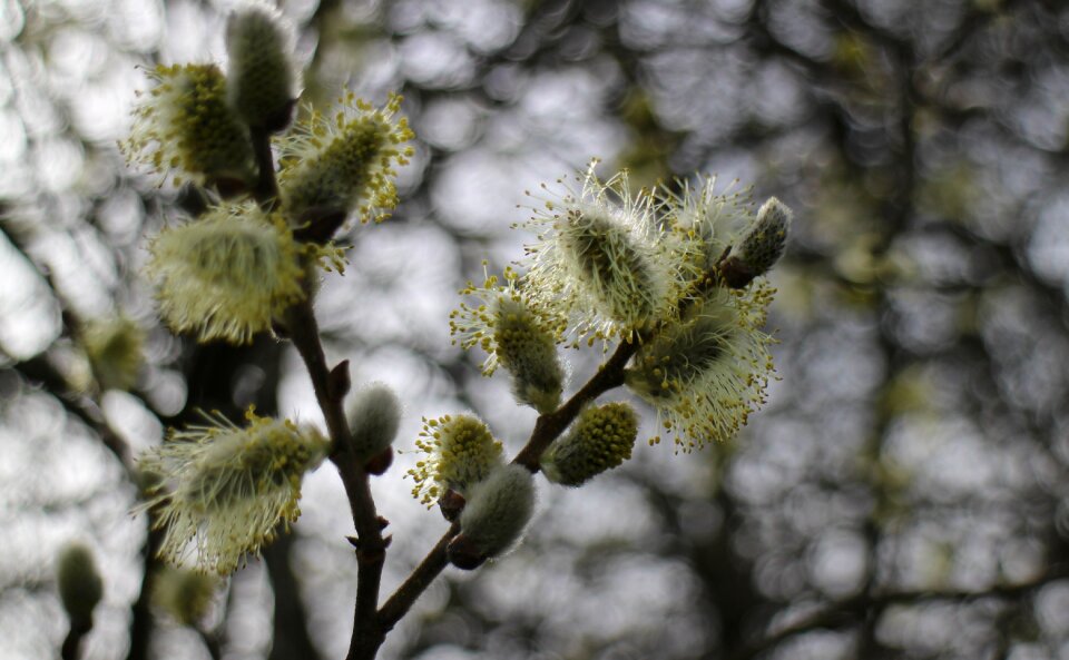 Pasture blossom bloom