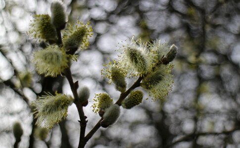Pasture blossom bloom