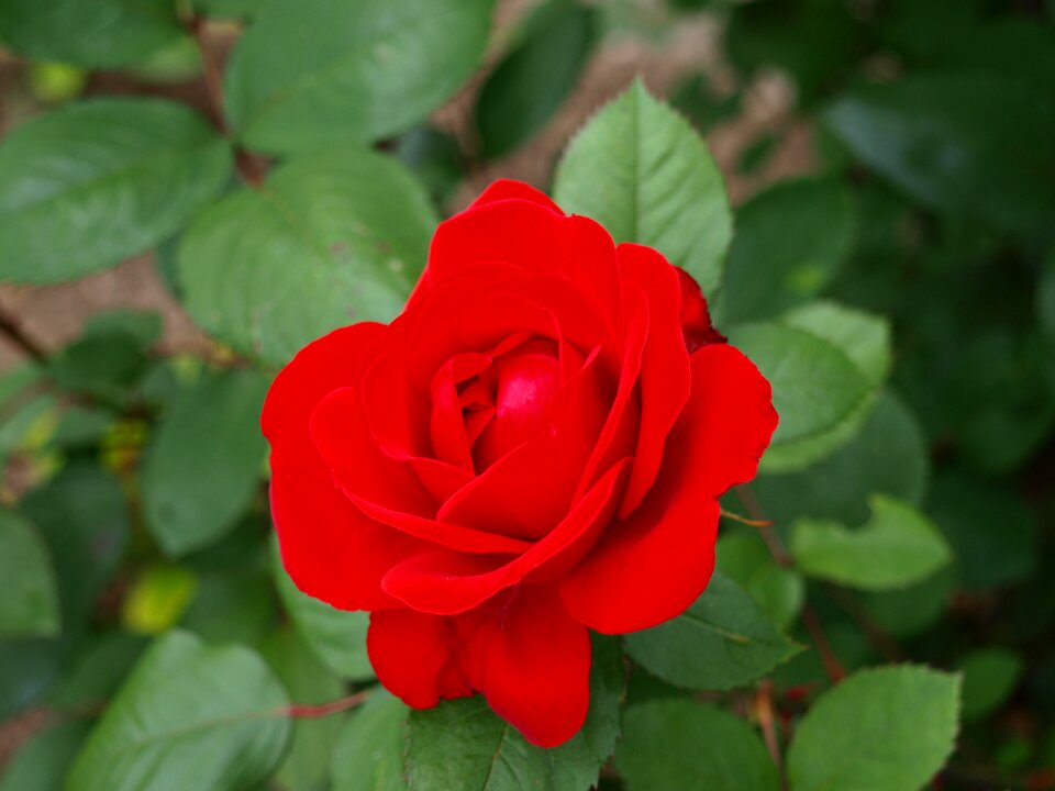 Flower red plant