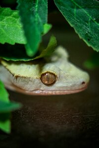 Lizard dragon leaf