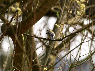 Bird nature small bird