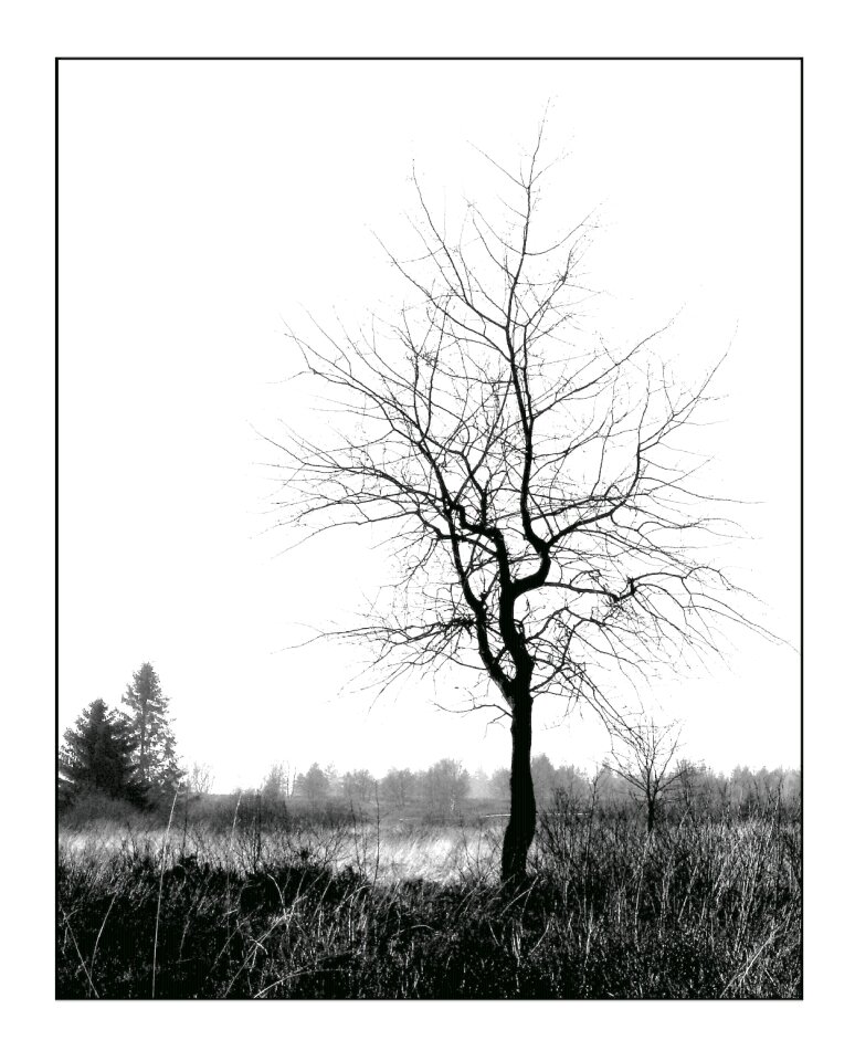 Tree individually nature