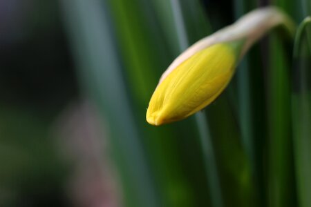 Blossom bloom bud