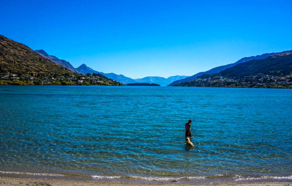 New zealand dog mountains