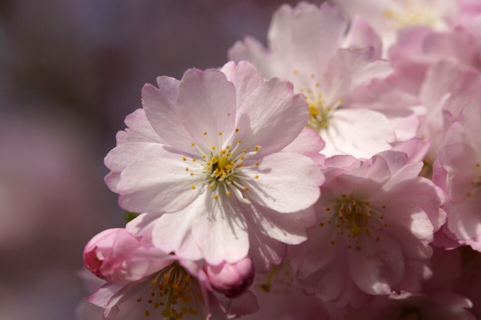 Spring blossom close up photo