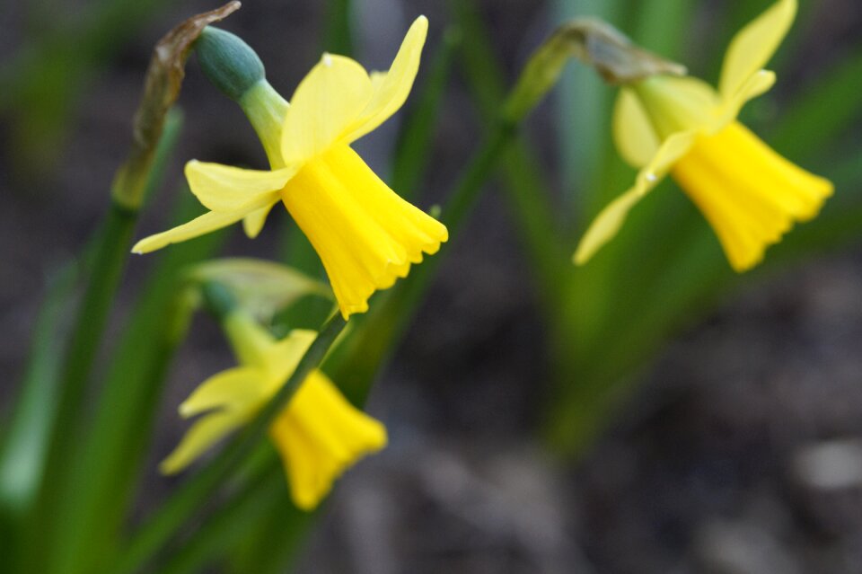 Close up three bloom