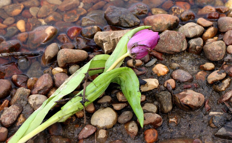 Flower tulip stones