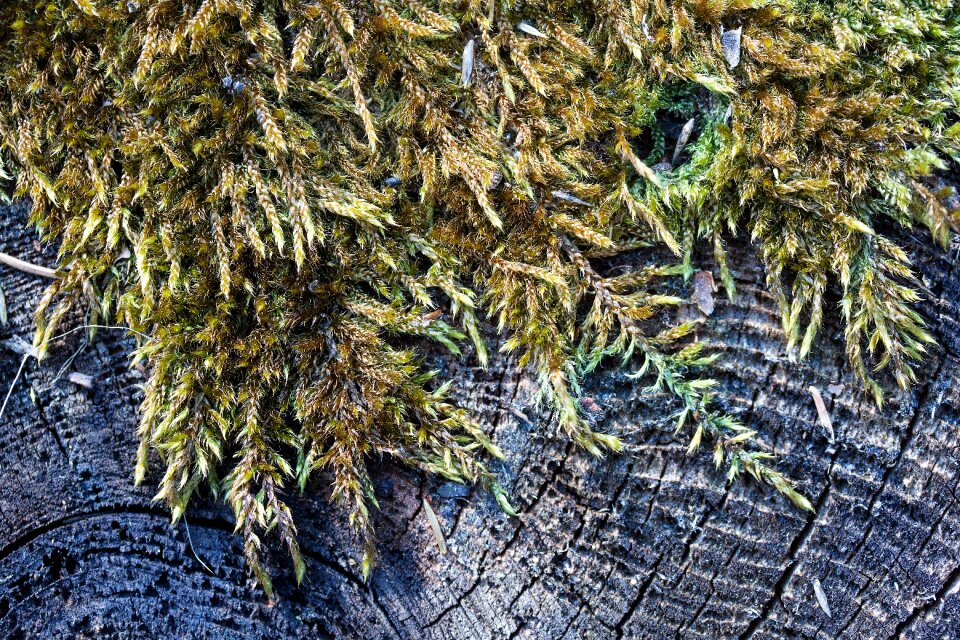 Traces weathered annual rings