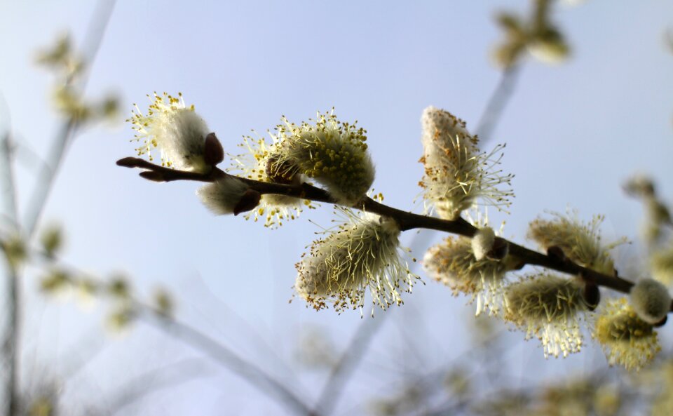 Pasture blossom bloom