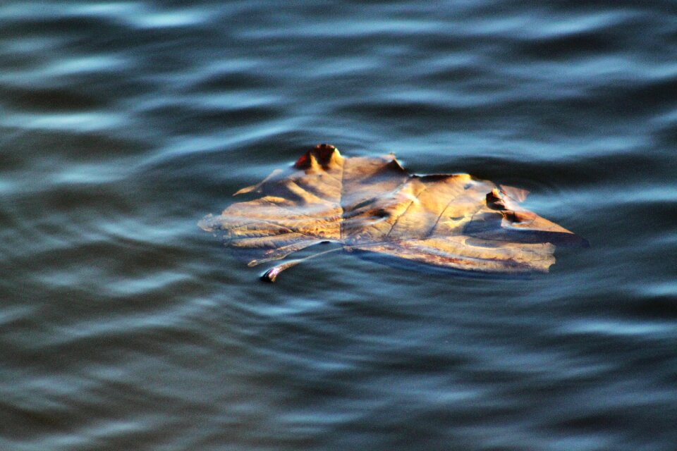 Ripples nature floating