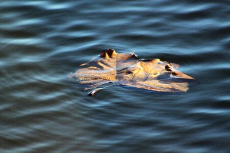 Ripples nature floating photo