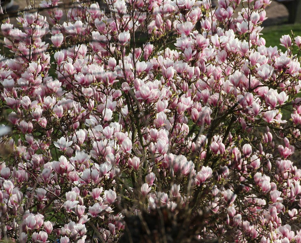 Nature beautiful blossom