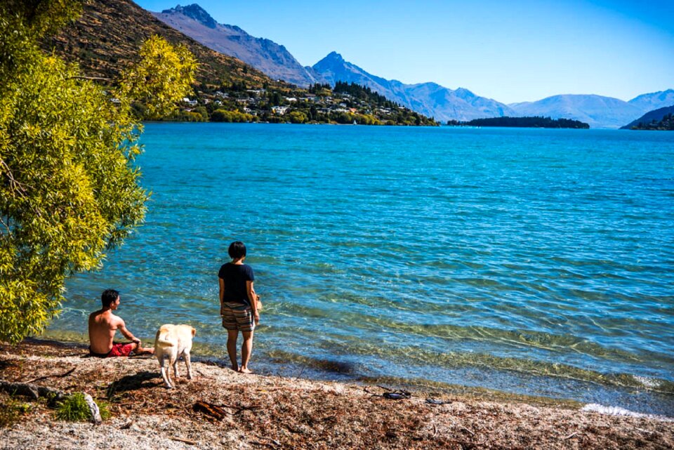 New zealand dog mountains