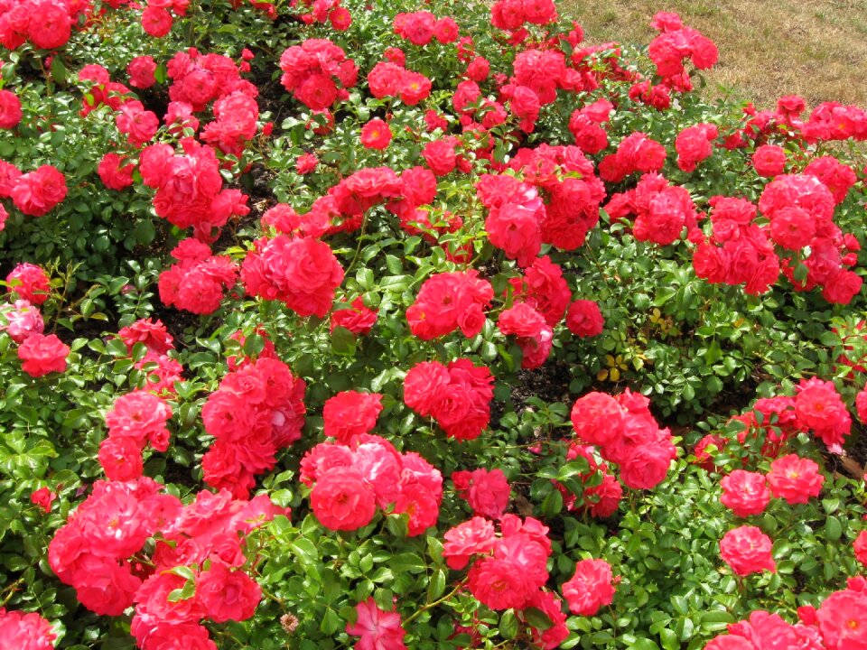 Pink plant nature