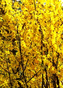 Yellow bright spring photo