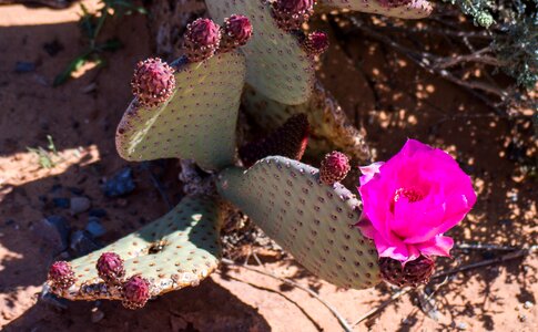 Cacti hot dry photo