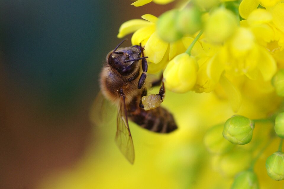 Yellow spring close up