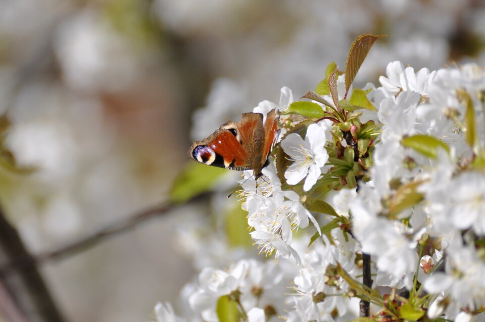 Peacock butterfly cherry blossoms