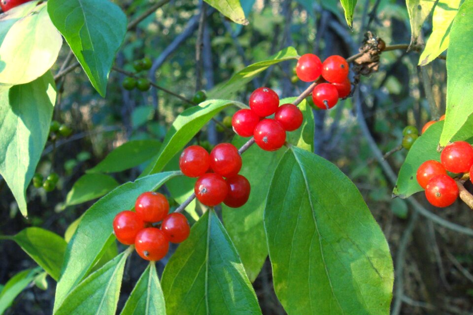 Red berries berry