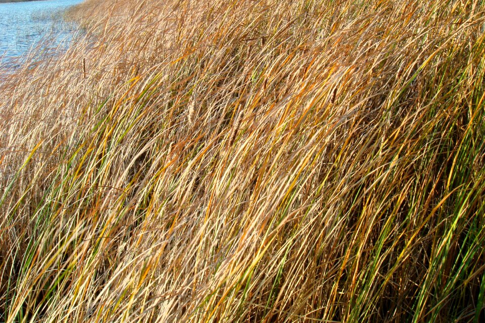 Rushes marsh autumn