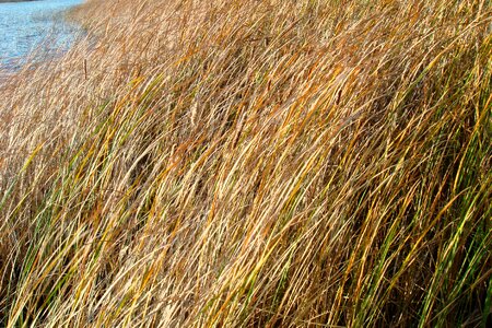 Rushes marsh autumn