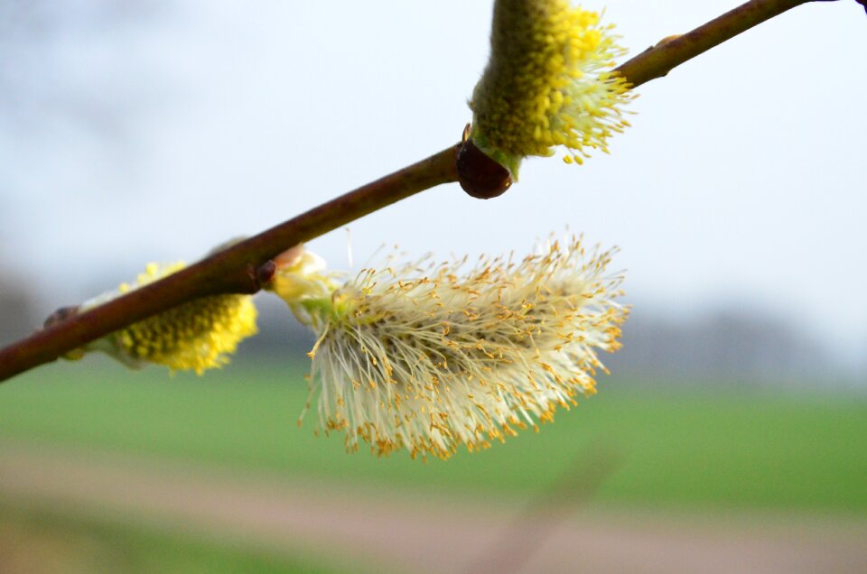 Willow catkin pasture inflorescence